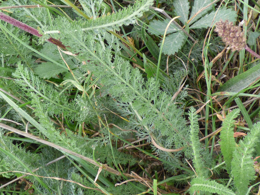 Achillea millefolium